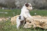 FOX TERRIER 306